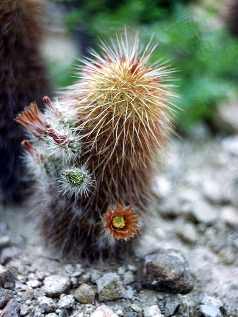 Echinocereus russanthus (Brownspine hedgehog cactus) #15027