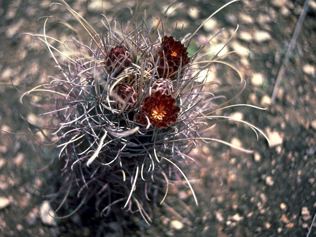 Glandulicactus uncinatus var. wrightii (Chihuahuan fishhook cactus) #15032