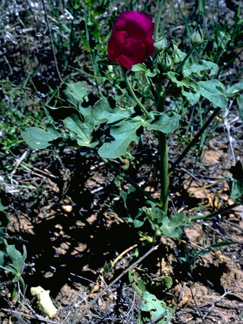 Callirhoe scabriuscula (Texas poppymallow) #16662