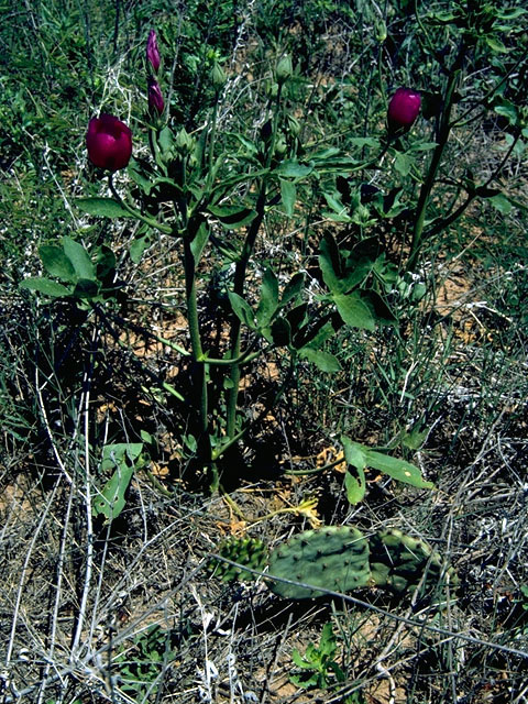 Callirhoe scabriuscula (Texas poppymallow) #16663