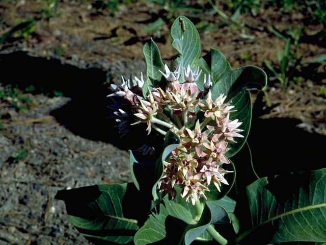 Asclepias syriaca (Common milkweed) #16672