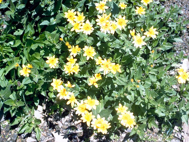 Arnica latifolia (Broadleaf arnica) #16703