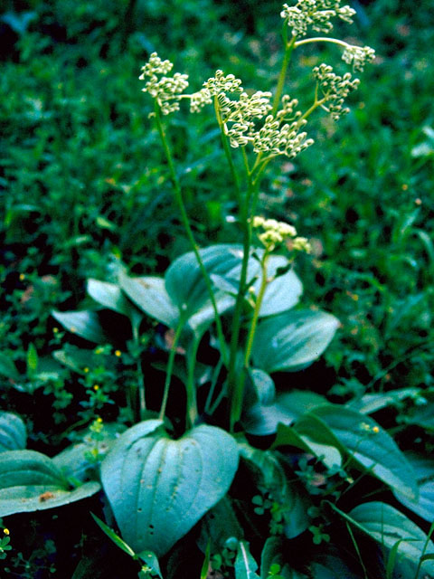 Arnoglossum plantagineum (Groovestem indian plantain) #16735