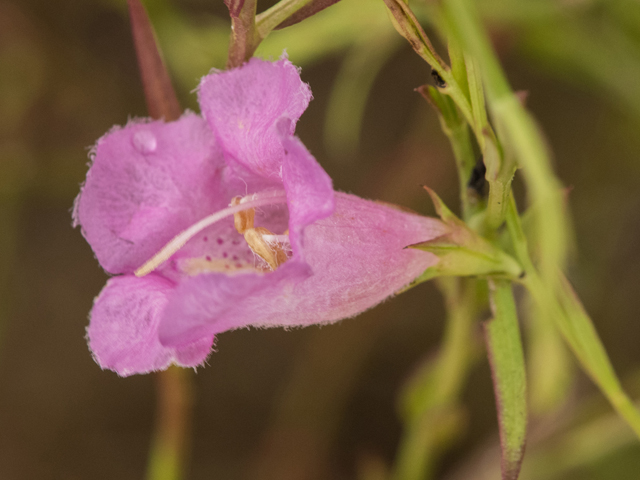 Agalinis heterophylla (Prairie agalinis) #42378