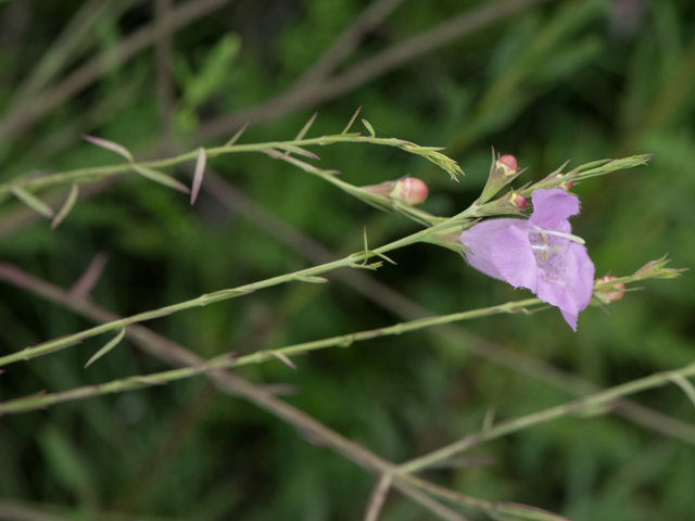 Agalinis heterophylla (Prairie agalinis) #42381