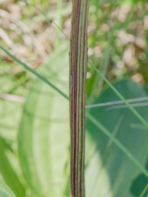 Arnoglossum plantagineum (Groovestem indian plantain) #42387