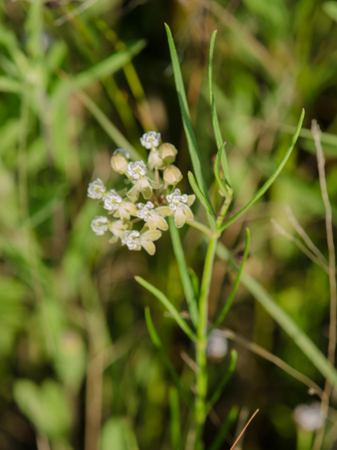 Asclepias linearis (Slim milkweed) #42390