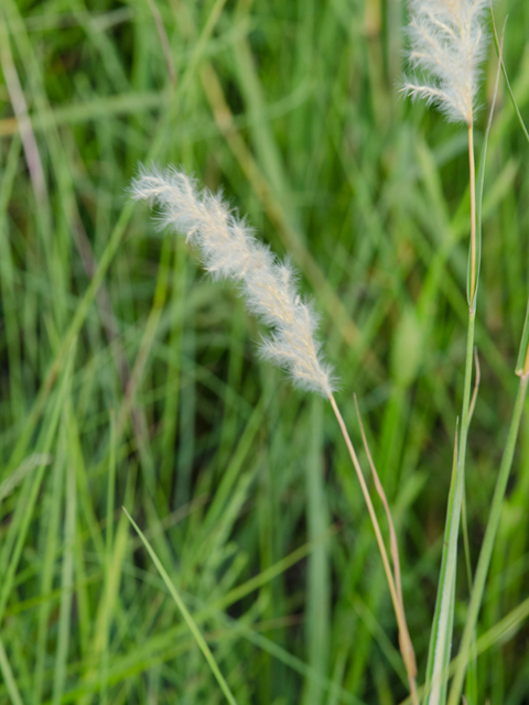 Bothriochloa longipaniculata (Longspike beardgrass) #42400