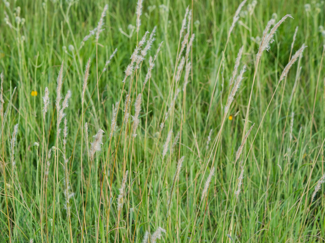 Bothriochloa longipaniculata (Longspike beardgrass) #42401