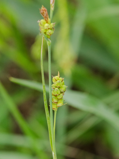 Carex meadii (Mead's sedge) #42407