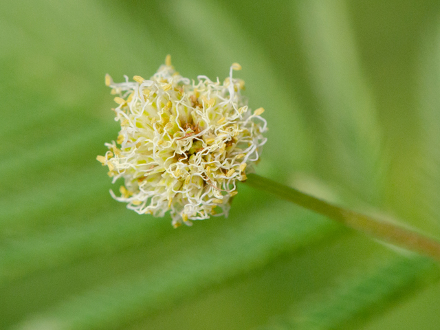 Desmanthus illinoensis (Illinois bundleflower) #42413