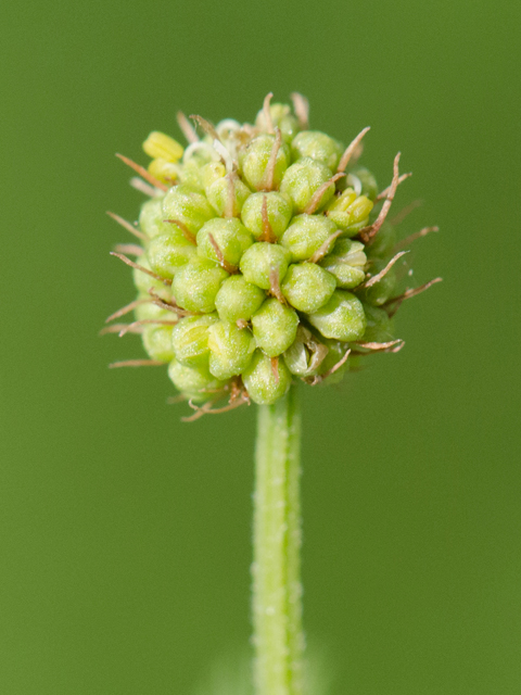 Desmanthus illinoensis (Illinois bundleflower) #42415