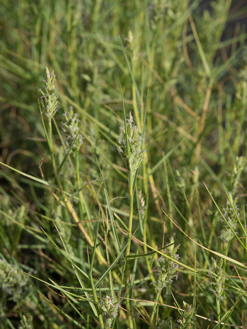 Distichlis spicata (Saltgrass) #42420