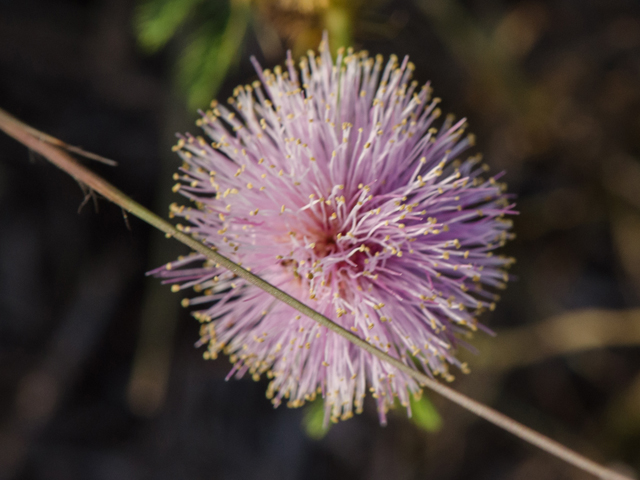 Mimosa hystricina (Porcupine mimosa) #42454
