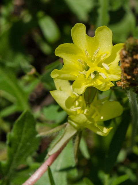 Oenothera laciniata (Cutleaf evening-primrose) #42464