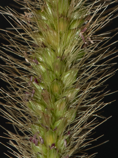 Setaria parviflora (Marsh bristlegrass) #42508