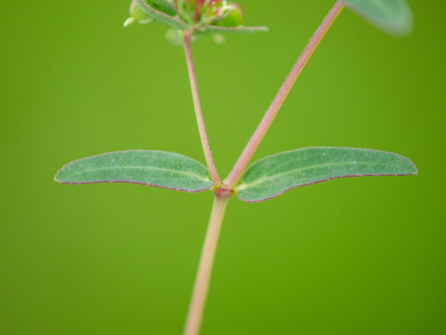 Chamaesyce hyssopifolia (Hyssopleaf sandmat ) #42956