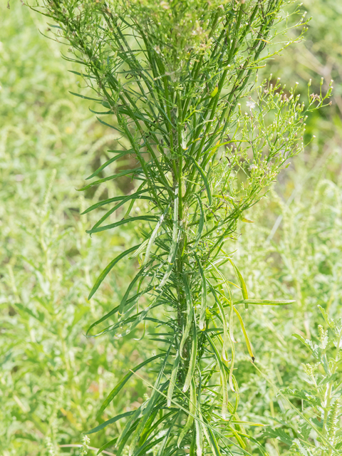 Conyza canadensis (Horseweed) #42972