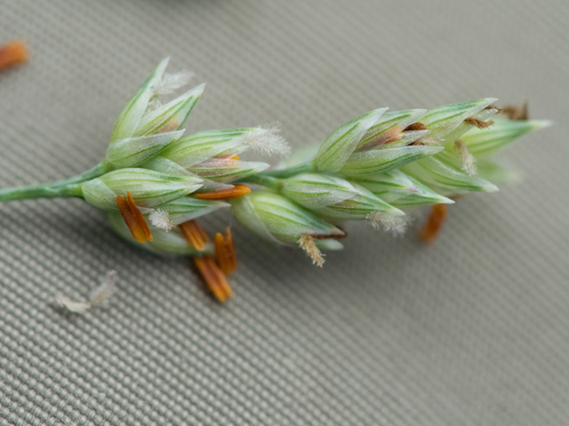 Panicum amarum (Bitter panicgrass) #43013