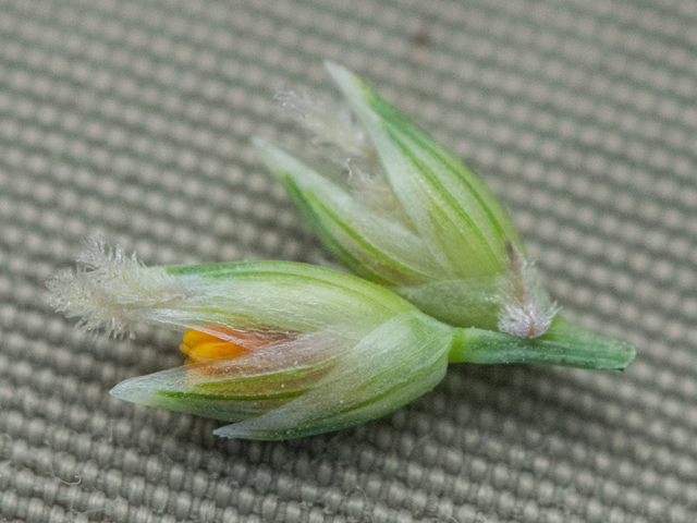 Panicum amarum (Bitter panicgrass) #43014
