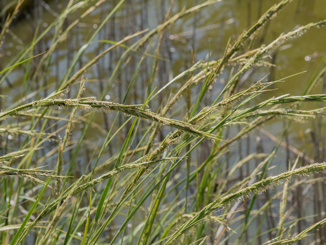 Spartina alterniflora (Saltmarsh cordgrass) #43031