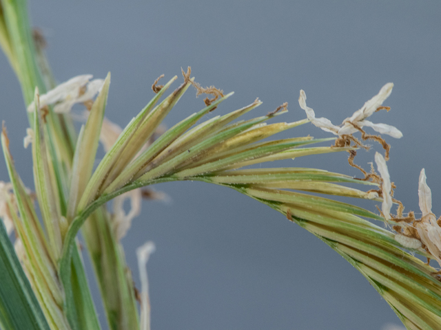 Spartina alterniflora (Saltmarsh cordgrass) #43032