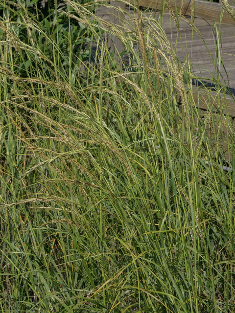 Spartina alterniflora (Saltmarsh cordgrass) #43037