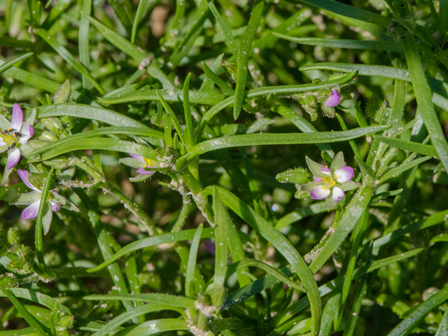 Spergularia salina (Salt sandspurry) #43038