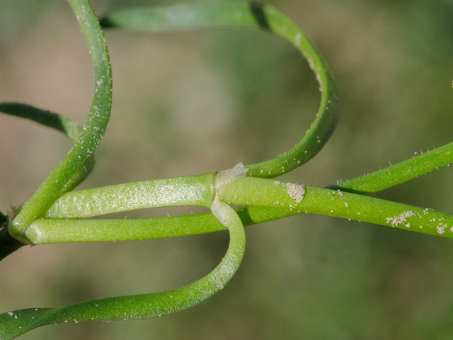 Spergularia salina (Salt sandspurry) #43041