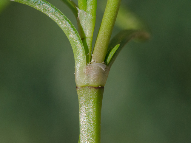 Spergularia salina (Salt sandspurry) #43042