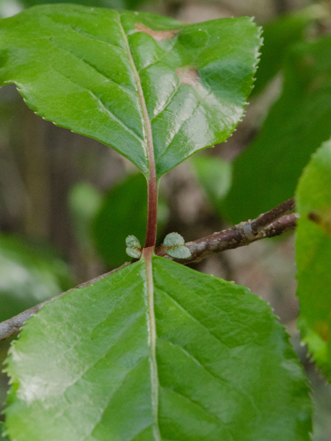 Viburnum rufidulum (Rusty blackhaw viburnum) #43068