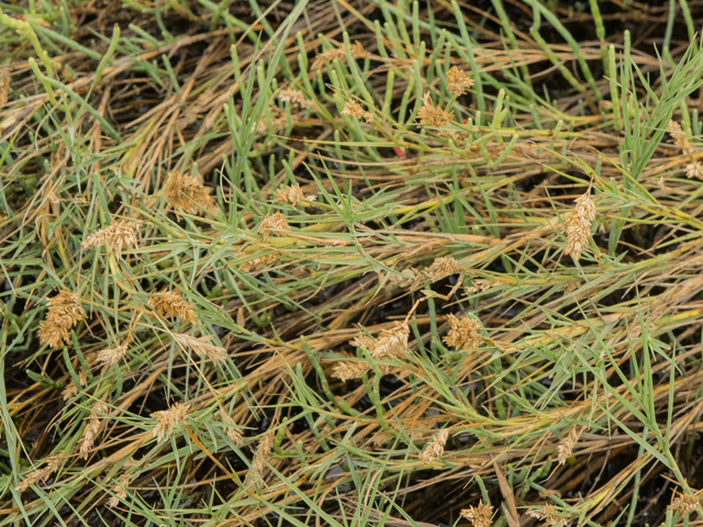 Distichlis spicata (Saltgrass) #43088