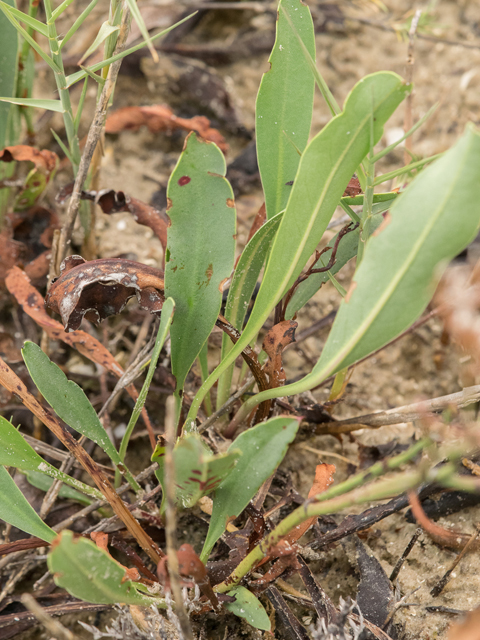Limonium carolinianum (Carolina sealavender) #43103