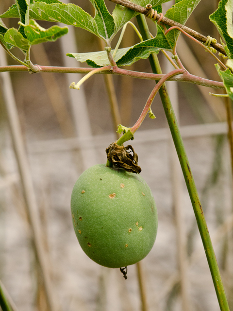 Passiflora incarnata (Maypop) #43112