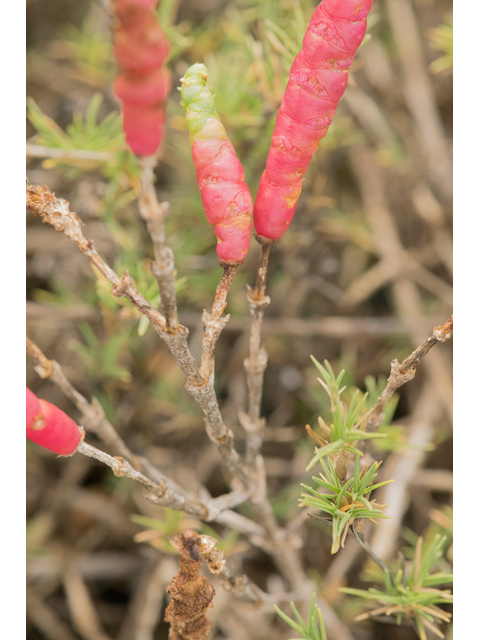 Salicornia bigelovii (Dwarf saltwort) #43114