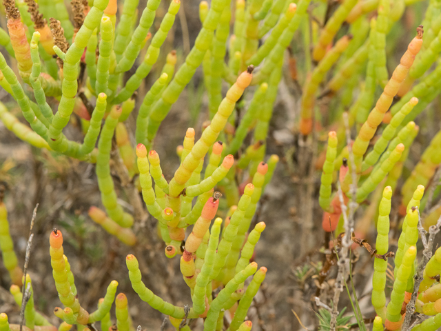 Salicornia depressa (Virginia glasswort) #43116