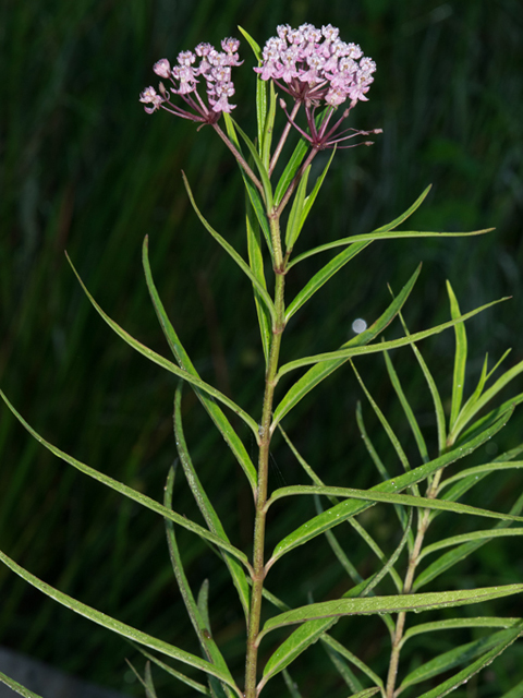 Asclepias incarnata (Swamp milkweed) #46362