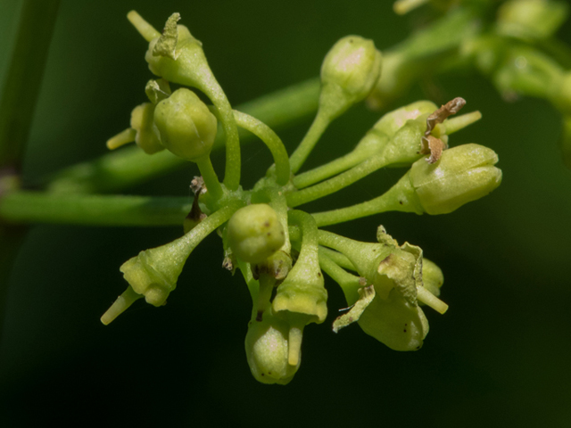 Cissus trifoliata (Cow-itch vine) #46368