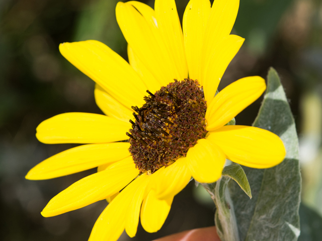 Helianthus argophyllus (Silverleaf sunflower) #46383
