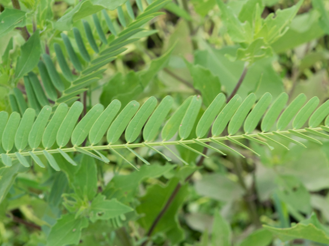 Sesbania herbacea (Coffeeweed) #46433