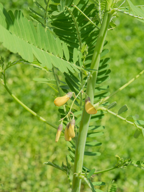 Sesbania herbacea (Coffeeweed) #46434