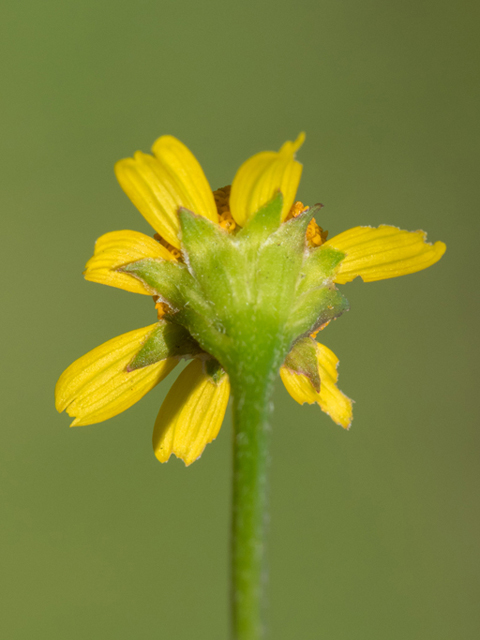 Acmella oppositifolia var. repens (Oppositeleaf spotflower) #46853