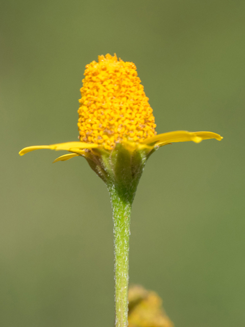Acmella oppositifolia var. repens (Oppositeleaf spotflower) #46855