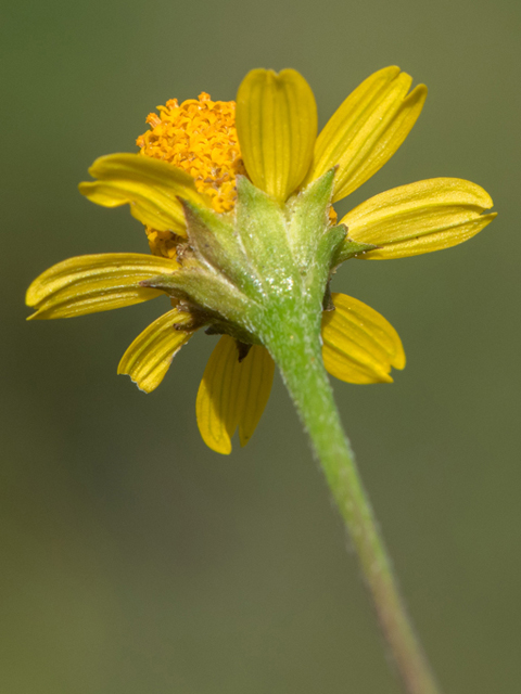 Acmella oppositifolia var. repens (Oppositeleaf spotflower) #46856