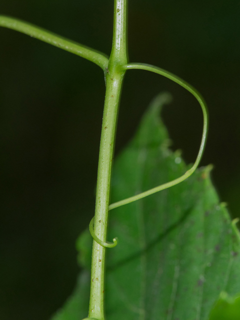 Ampelopsis cordata (Heartleaf peppervine) #46863