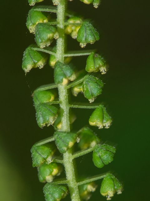 Ambrosia trifida (Great ragweed) #46864