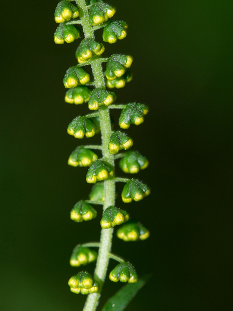 Ambrosia trifida (Great ragweed) #46865