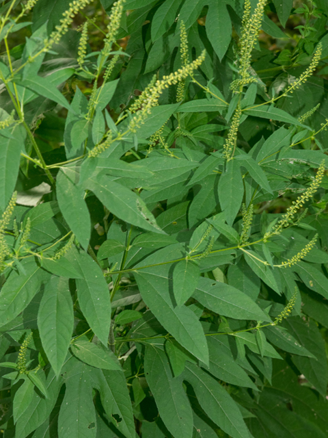 Ambrosia trifida (Great ragweed) #46866