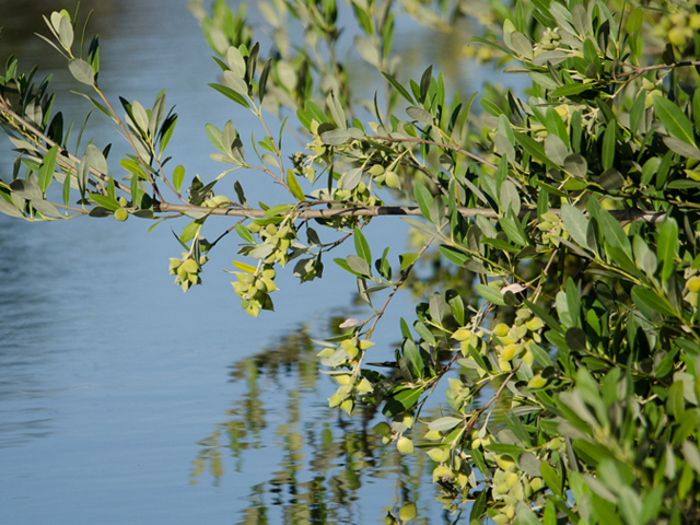 Avicennia germinans (Black mangrove) #46867