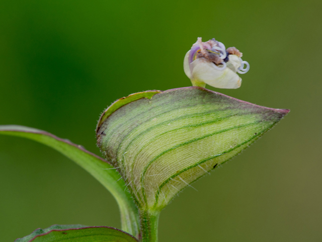 Commelina erecta var. angustifolia (Whitemouth dayflower) #46892